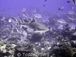School of Jacks chasing away a grey reef shark.  Check ou... by Todd Karberg 